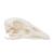 Crânio de ganso (Anser anser domesticus), preparado, 1021035 [T30042], Estomatologia (Small)