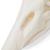 Crânio de ganso (Anser anser domesticus), preparado, 1021035 [T30042], Estomatologia (Small)