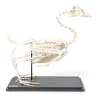 Esqueleto de ganso (Anser anser domesticus), preparado, 1021033 [T300451], Ornitologia (pássaros)