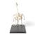 Esqueleto de ganso (Anser anser domesticus), preparado, 1021033 [T300451], Pássaros (Small)