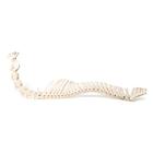 Cavalo (Equus ferus caballus), coluna vertebral, montado de forma flexível, 1021048 [T30056], Osteologia