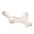 Cavalo (Equus ferus caballus), pelve, 1021056 [T30060], Osteologia (Small)