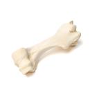 Mamífero úmero, 1021066 [T30067], Osteologia