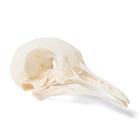 Crânio de pombo (Columba livia domestica), preparado, 1020984 [T30071], Ornitologia (pássaros)