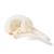 Crânio de pombo (Columba livia domestica), preparado, 1020984 [T30071], Ornitologia (pássaros) (Small)