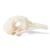 Crânio de pombo (Columba livia domestica), preparado, 1020984 [T30071], Ornitologia (pássaros) (Small)