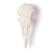 Crânio de pombo (Columba livia domestica), preparado, 1020984 [T30071], Pássaros (Small)
