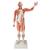 Figura muscular masculina em tamanho natural, 37 partes, 1001235 [VA01], Modelo de musculatura (Small)