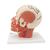 Musculatura da cabeça, com vasos sanguíneos, 1001240 [VB128], Modelo de cabeça (Small)