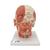 Musculatura da cabeça com adição de nervos, 1008543 [VB129], Modelo de cabeça (Small)