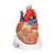 Coração, 7 partes, 1008548 [VD253], Modelo de coração e circulação (Small)