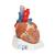 Coração, 7 partes, 1008548 [VD253], Modelo de coração e circulação (Small)