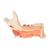 Metade inferior de mandíbula avançada com adição de 8 dentes cariados, 19 partes, 1001250 [VE290], Modelos dentais (Small)