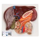 Fígado com vesícula biliar, pâncreas e duodeno, 1008550 [VE315], Modelo de sistema digestivo