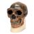 Réplica de crânio homo erectus pekinensis (Weidenreich, 1940), 1001293 [VP750/1], Crânios Antropológicos (Small)