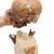 Réplica de crânio homo neanderthalensis (La Chapelle-aux-Saints 1), 1001294 [VP751/1], Evolução (Small)