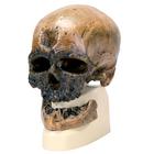 Rêplica de crânio homo sapiens (cro-magnon), 1001295 [VP752/1], Crânios Antropológicos
