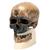 Rêplica de crânio homo sapiens (cro-magnon), 1001295 [VP752/1], Crânios Antropológicos (Small)