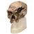 Réplica de crânio homo steinheimensis (Berkhemer, 1936), 1001296 [VP753/1], Crânios Antropológicos (Small)