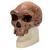 Réplica de crânio homo rhodesiensis (Broken HillŸ Woodward, 1921), 1001297 [VP754/1], Crânios Antropológicos (Small)