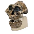 Réplica de crânio australopithecus boisei (KNM-ER 406 + Omo L7A-125), 1001298 [VP755/1], Crânios Antropológicos