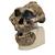 Réplica de crânio australopithecus boisei (KNM-ER 406 + Omo L7A-125), 1001298 [VP755/1], Crânios Antropológicos (Small)