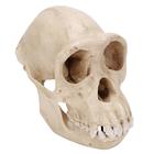 Crânio de chimpanzé, fêmea (Pan troglodytes), réplica, 1001299 [VP760/1], Antropologia Biológica