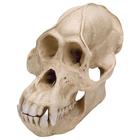 Crânio de orangotango, macho (Pongo pygmeus), réplica, 1001300 [VP761/1], Antropologia Biológica