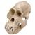 Crânio de orangotango, macho (Pongo pygmeus), réplica, 1001300 [VP761/1], Antropologia Biológica (Small)