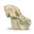 Crânio de orangotango, macho (Pongo pygmeus), réplica, 1001300 [VP761/1], Primatas (Primates) (Small)