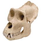 Crânio de gorila, macho (Gorilla gorilla), réplica, 1001301 [VP762/1], Antropologia Biológica