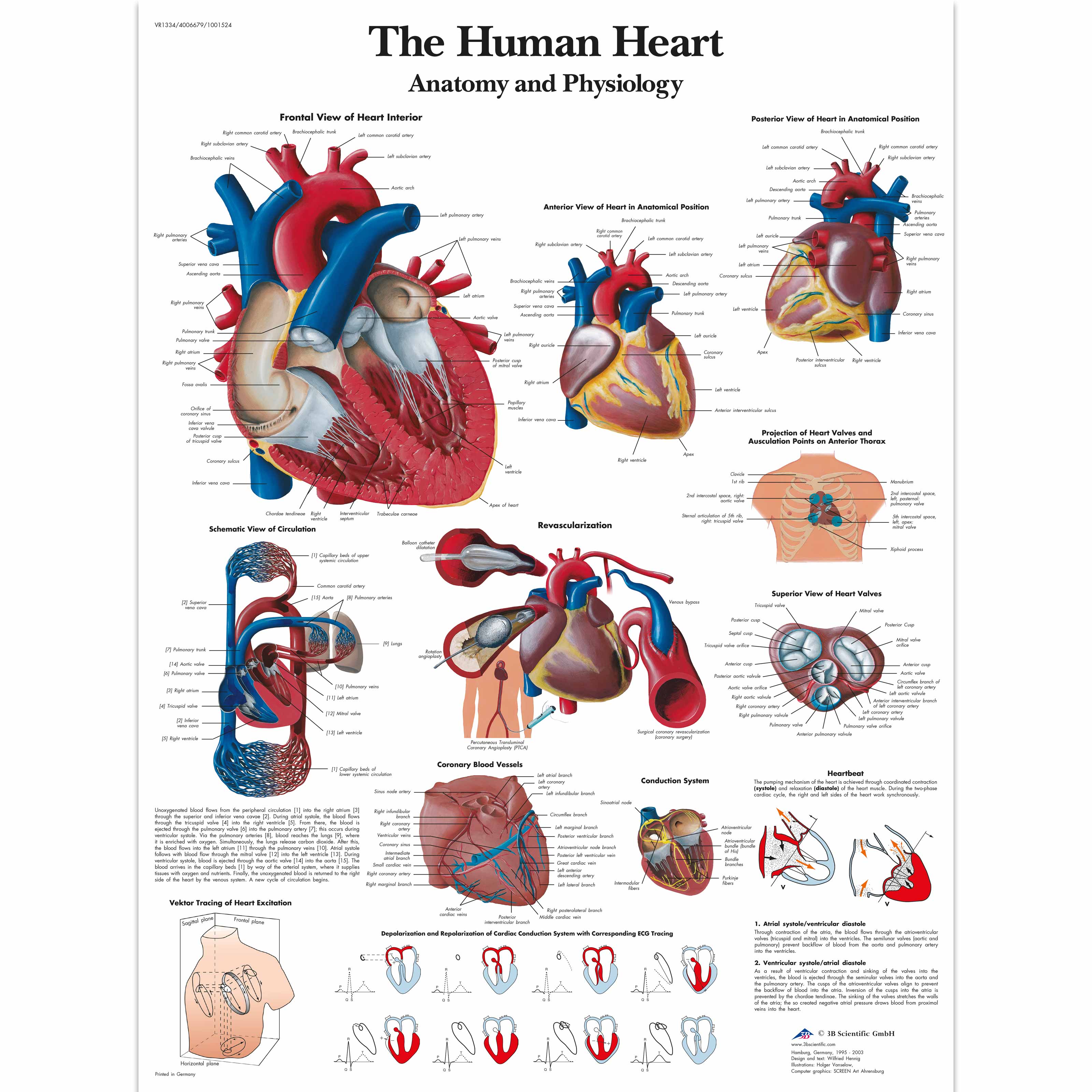Fisiologia e anatomia do coração