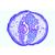 Embriologia de Ascaris megalocephala, 1013482 [W13087], Divisão celular (Small)