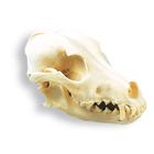 Crânio de cachorro (Canis lupus familiaris), réplica, 1005104 [W19010], Carnívoros (Carnivora)