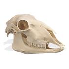 Crânio de ovelha (Ovis aries), rêplica, 1005105 [W19011], Artiodáctilos (Artiodactyla)
