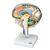 Seção do cérebro, 1005113 [W19026], Modelo de cérebro (Small)