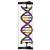 Modelo de hélice dupla de DNA, conjunto do aluno, 1005300 [W19780], Estrutura e função do DNA (Small)