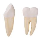 Reposição do dente canino e molar para D25, 1020688 [XD001], Peças de reposição