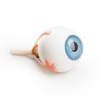 Torso Eye for VA01 / 1001235 und VA16 / 1001236, 1008577 [XYZ3], Peças de reposição